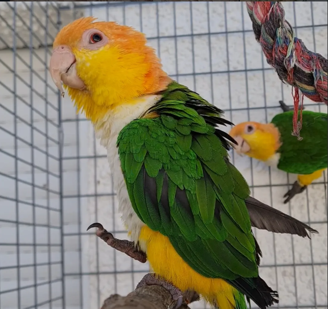 Caiques de Aviario La Plana