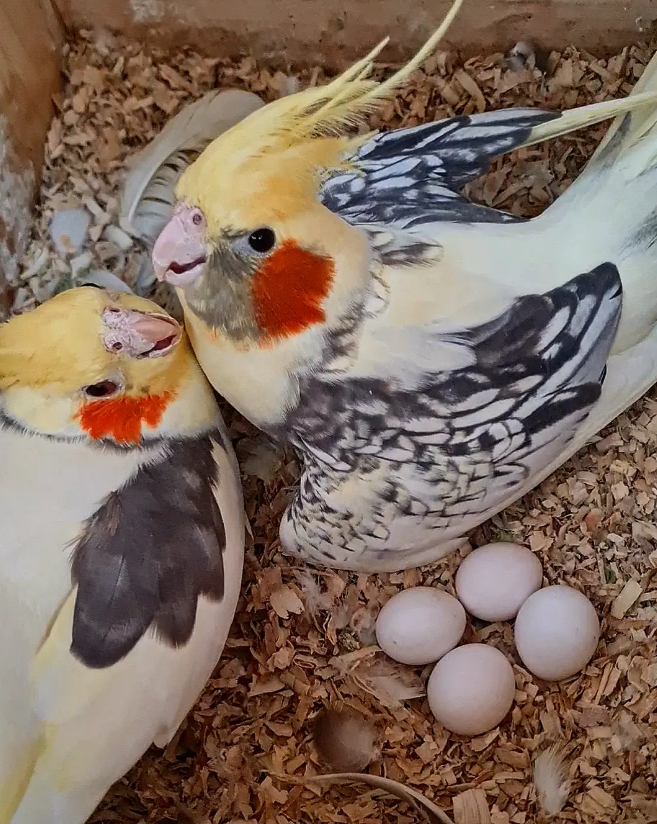 Ave de Aviario La Plana