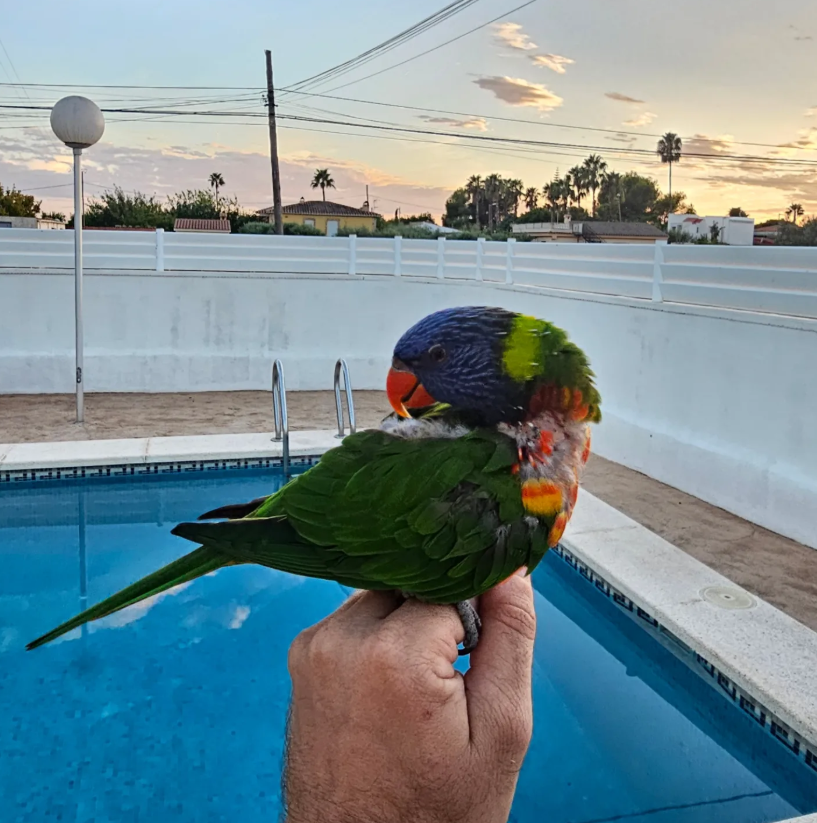 Ave de Aviario La Plana