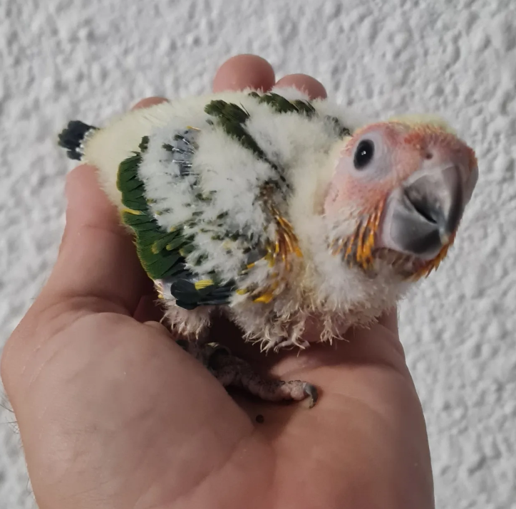 Ave de Aviario La Plana