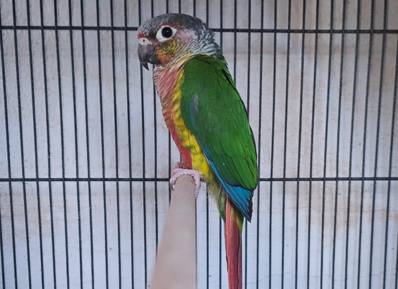 Pyrrhura de Aviario La Plana