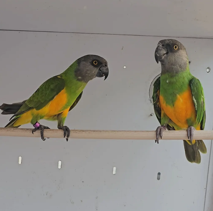 You-you o loro del Senegal de Aviario La Plana